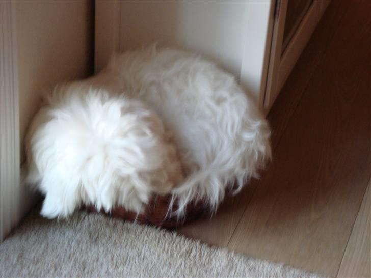 Coton de tulear Spooky (Falkon's Cosmo) - Nåårh.. du kan jo ikke være der min lille skat<33 billede 16