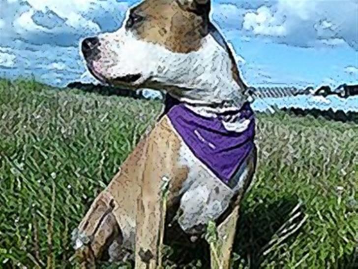 Blanding af racer Bine - Bine og dejlige Taz billede 19