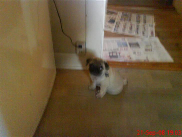 Mops Arnold billede 3