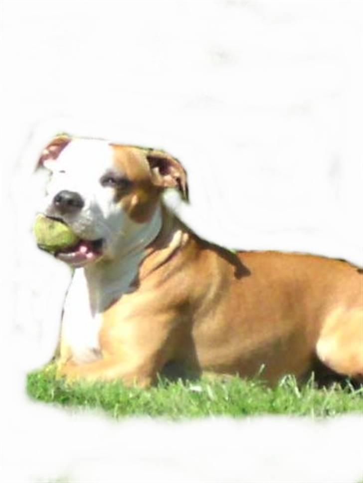 Blanding af racer Bine billede 20