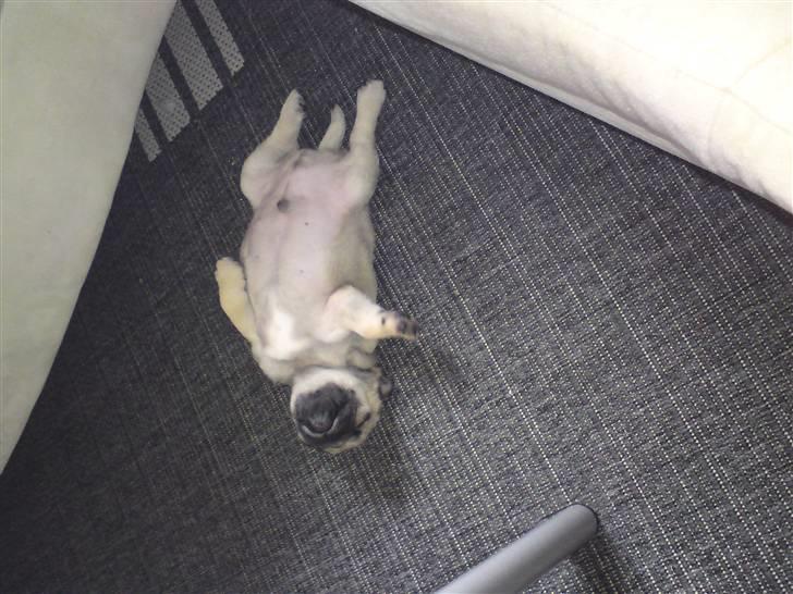 Mops Arnold - grill kylling  billede 4