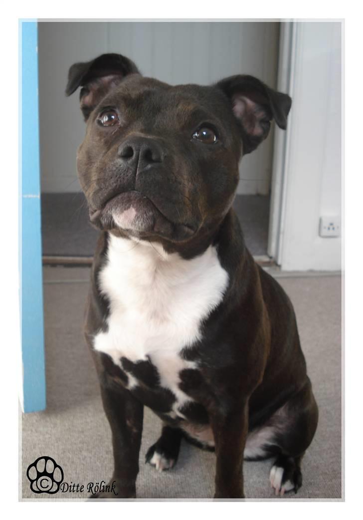 Staffordshire bull terrier Liva <3 - *NYT 6/10-08 billede 17