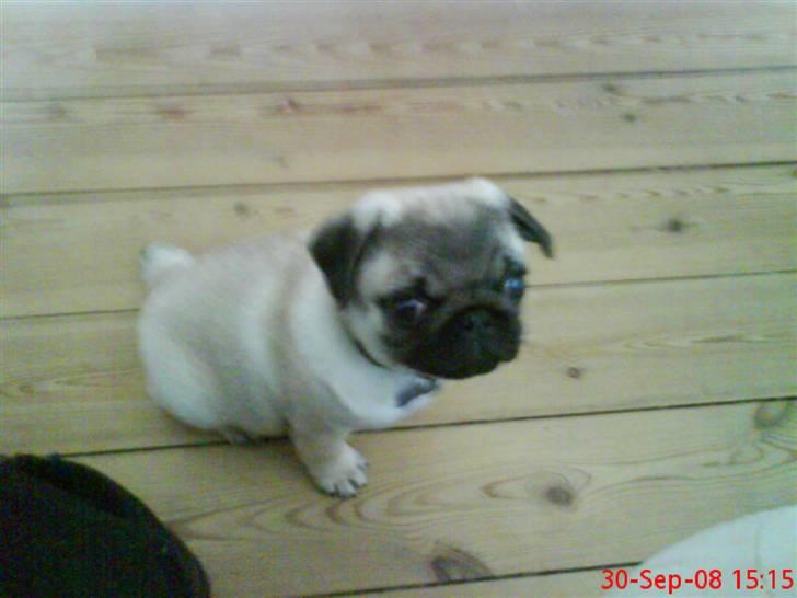 Mops Arnold billede 5