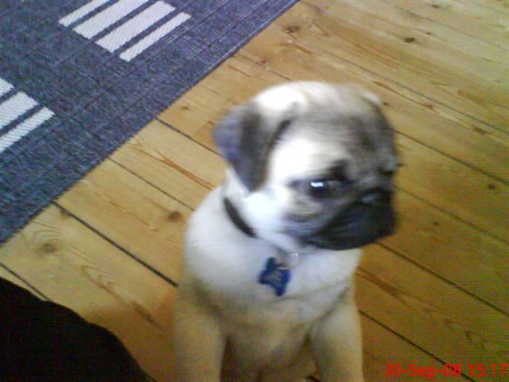 Mops Arnold billede 6
