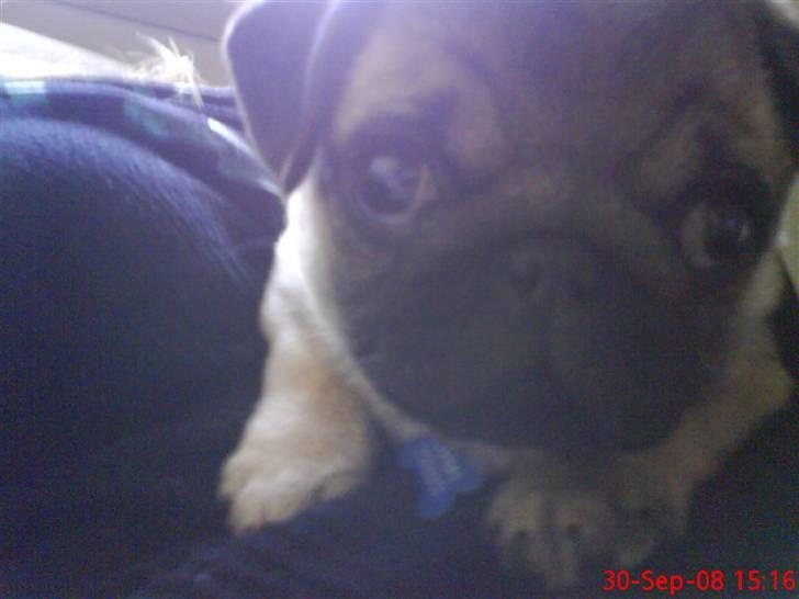 Mops Arnold - hvad er nu det for noget? billede 7