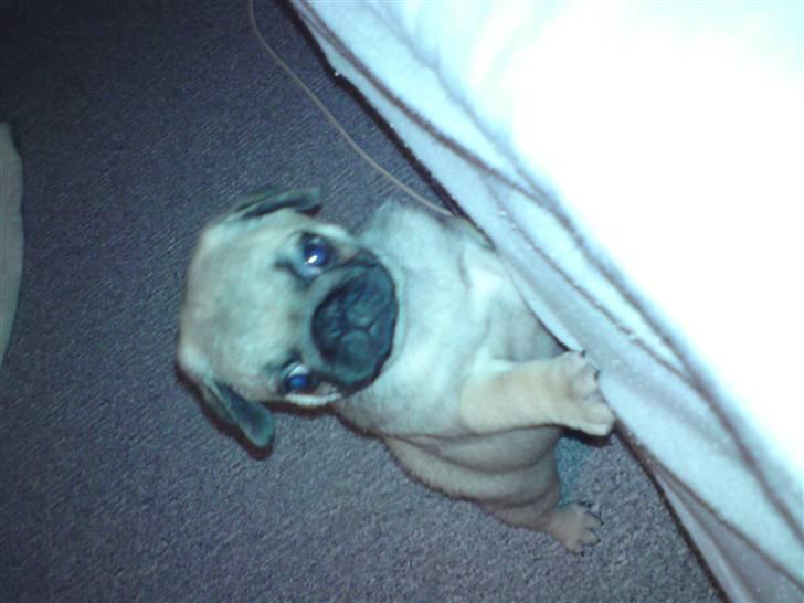 Mops Arnold - Jeg vil op og putte ved mor og far  billede 8