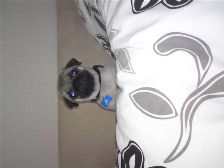 Mops Arnold - var der nogen der sagde "ud og gå"? billede 9