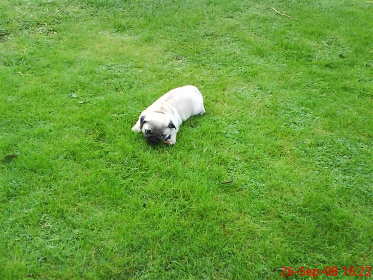 Mops Arnold - "mor kom nu, vi skal lege" billede 10