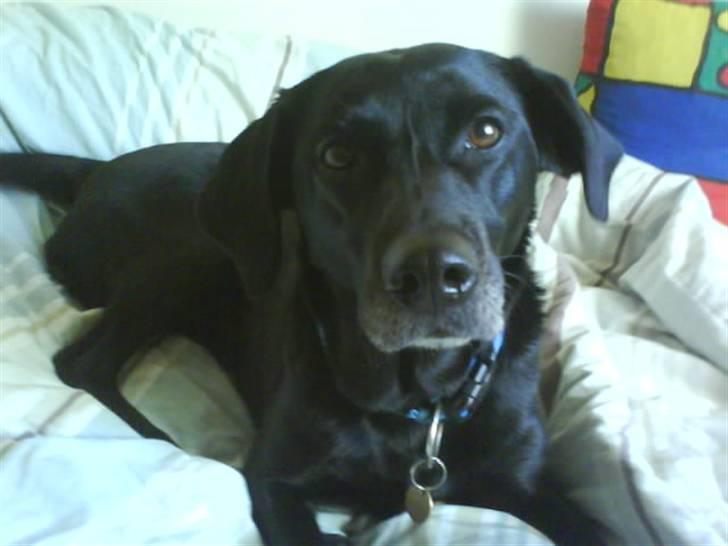 Labrador retriever Chili billede 17