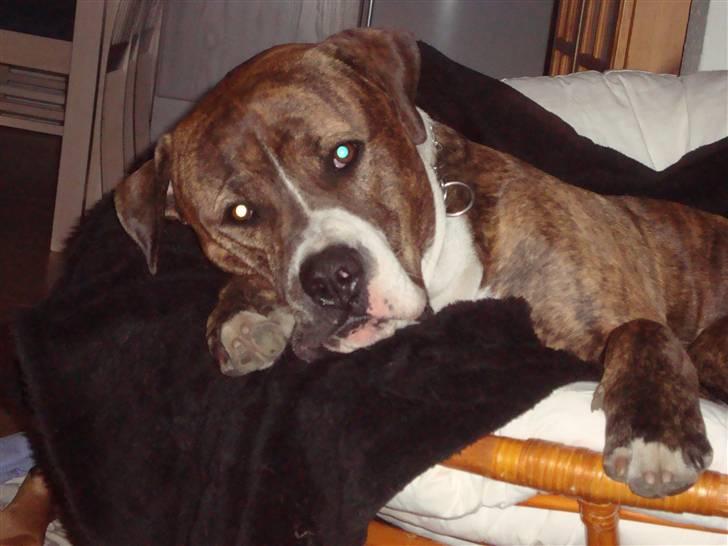 Blanding af racer Cosmo - Smukke Cosmo   billede 1