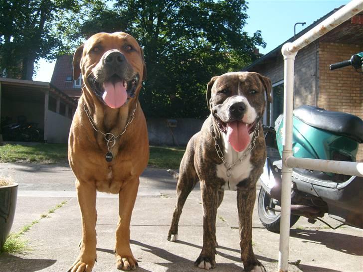 Blanding af racer Cosmo - De to flottes fyre i byen  billede 2