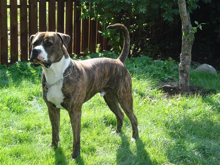 Blanding af racer Cosmo - Cosmo 31 juli 2009 billede 3