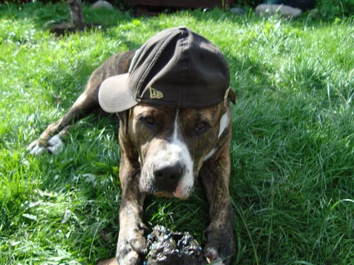 Blanding af racer Cosmo - Cosmo med fars kasket billede 4