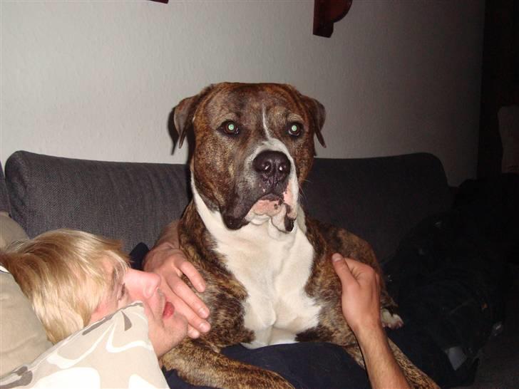 Blanding af racer Cosmo - Cosmo vores dejlige dreng  billede 5