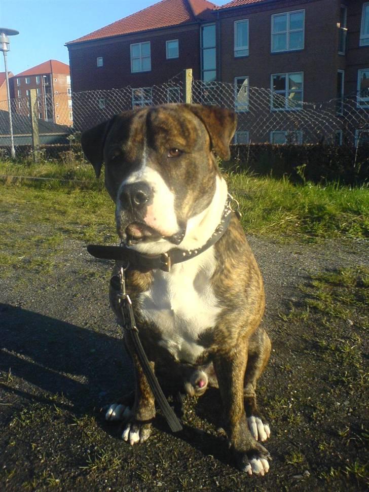 Blanding af racer Cosmo - Cosmo 1 år :)  billede 6