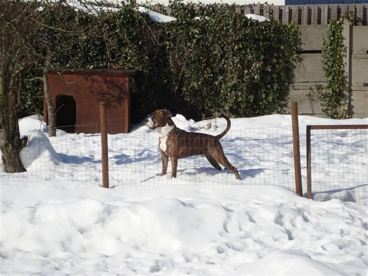 Blanding af racer Cosmo - ude i det fri billede 7