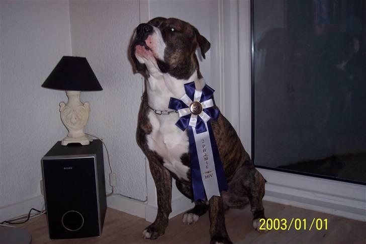 Blanding af racer Cosmo - Cosmo lige vundet en 2 plads til hvalpe konkurrance :)  billede 8