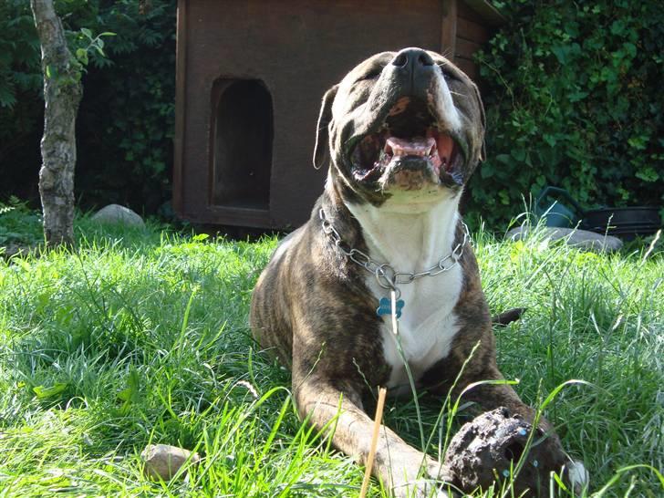 Blanding af racer Cosmo - hihi :) billede 9