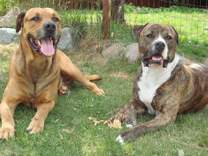 Blanding af racer Bonsai *RIP 19/8 2010* - de to smukke, juli 2009 billede 15