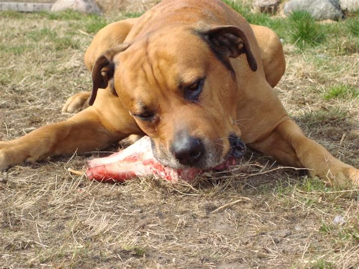 Blanding af racer Bonsai *RIP 19/8 2010* - bølle drengen med hans store kødben d. 8 /4 2009 billede 17