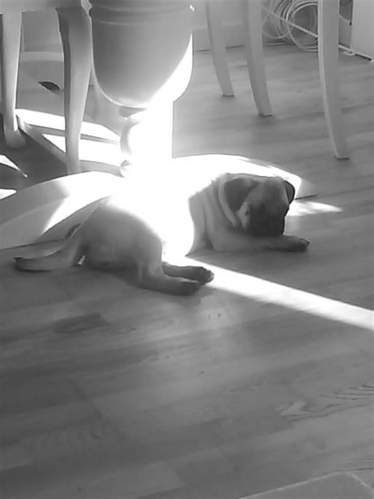 Mops Fiona billede 5