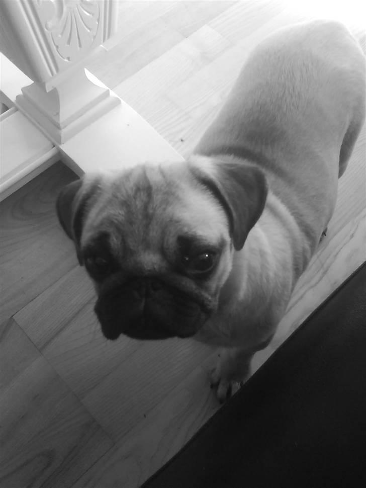 Mops Fiona billede 6