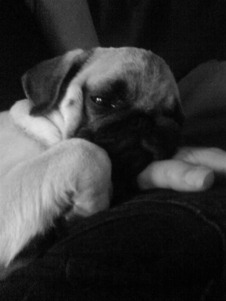 Mops Fiona billede 7