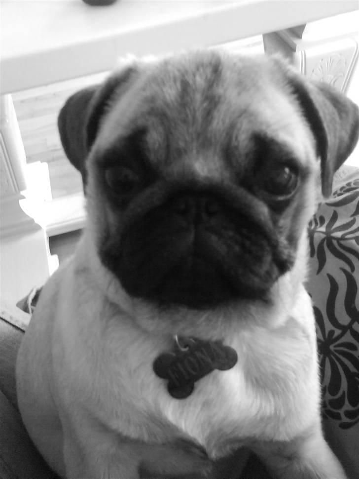 Mops Fiona billede 8