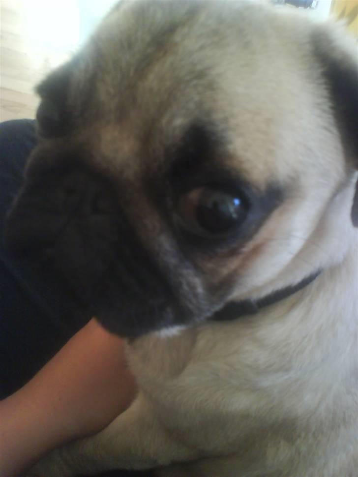 Mops Fiona billede 9