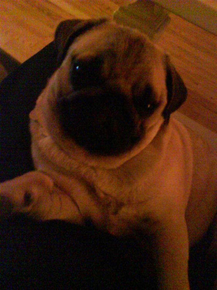 Mops Fiona billede 10