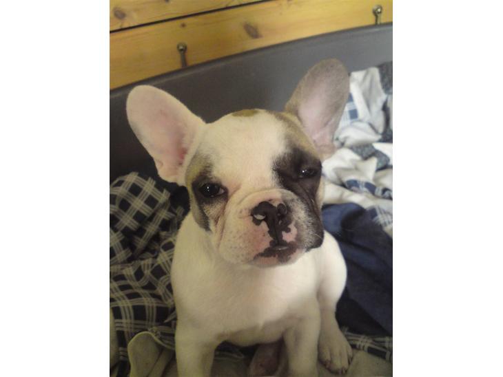 {{currentPhoto.altText}} billede {{currentPhoto.number}}