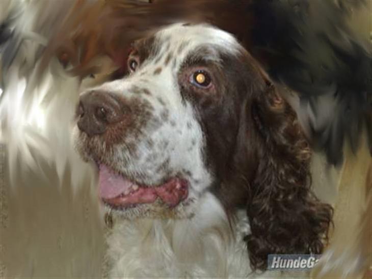 Engelsk springer spaniel Bølle (aflivet) ): - Her er min smukke hund Bølle billede 1