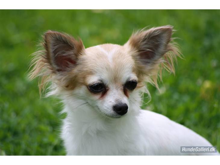 {{currentPhoto.altText}} billede {{currentPhoto.number}}