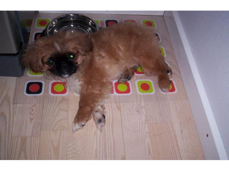 {{currentPhoto.altText}} billede {{currentPhoto.number}}