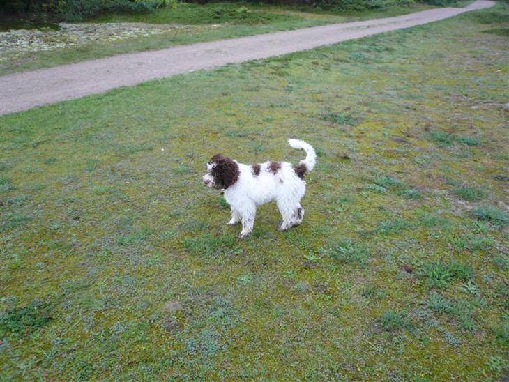 {{currentPhoto.altText}} billede {{currentPhoto.number}}