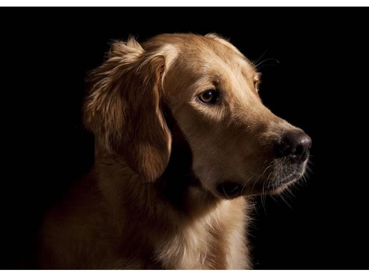 Golden retriever Dumle billede 1