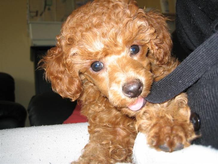 {{currentPhoto.altText}} billede {{currentPhoto.number}}