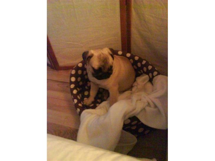Mops Fiona billede 1