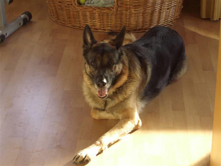 Schæferhund † Rex † R.I.P. † billede 1