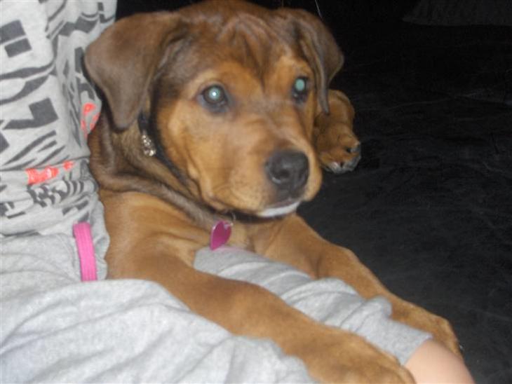 {{currentPhoto.altText}} billede {{currentPhoto.number}}