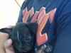 Fransk bulldog ozzy