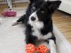 Border collie Molly