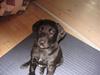 Blanding af racer Millie *R.I.P*<3ILU [ Himmelhund]