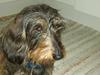 Gravhund Hannibal <3