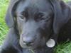 Labrador retriever Asta