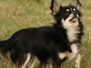 Chihuahua Tilde