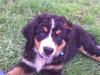 Berner sennenhund Terplinggaards Arkaen