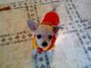 Chihuahua Bibi