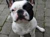 Fransk bulldog Spike (Himmelhund) [ Himmelhund]