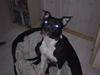 Amerikansk staffordshire terrier Shanti